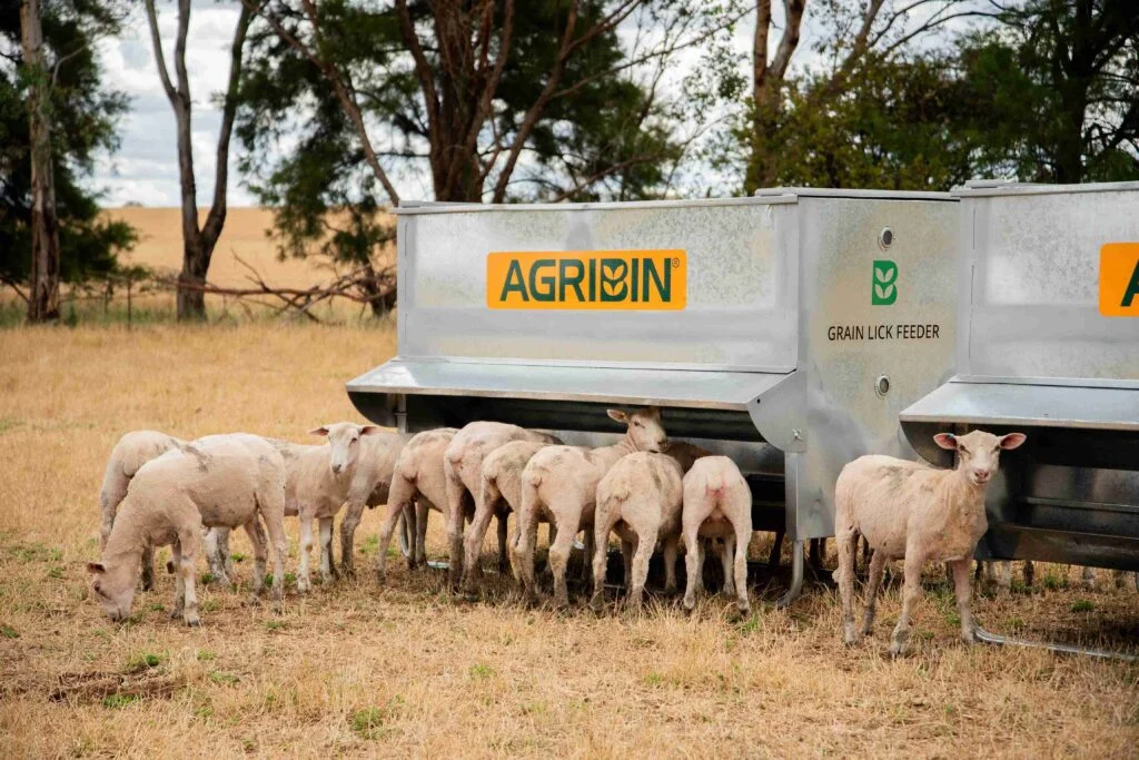 Sheeps feeding from the AGRIBIN Grain Lick Feeder